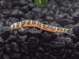 Coolie Loach